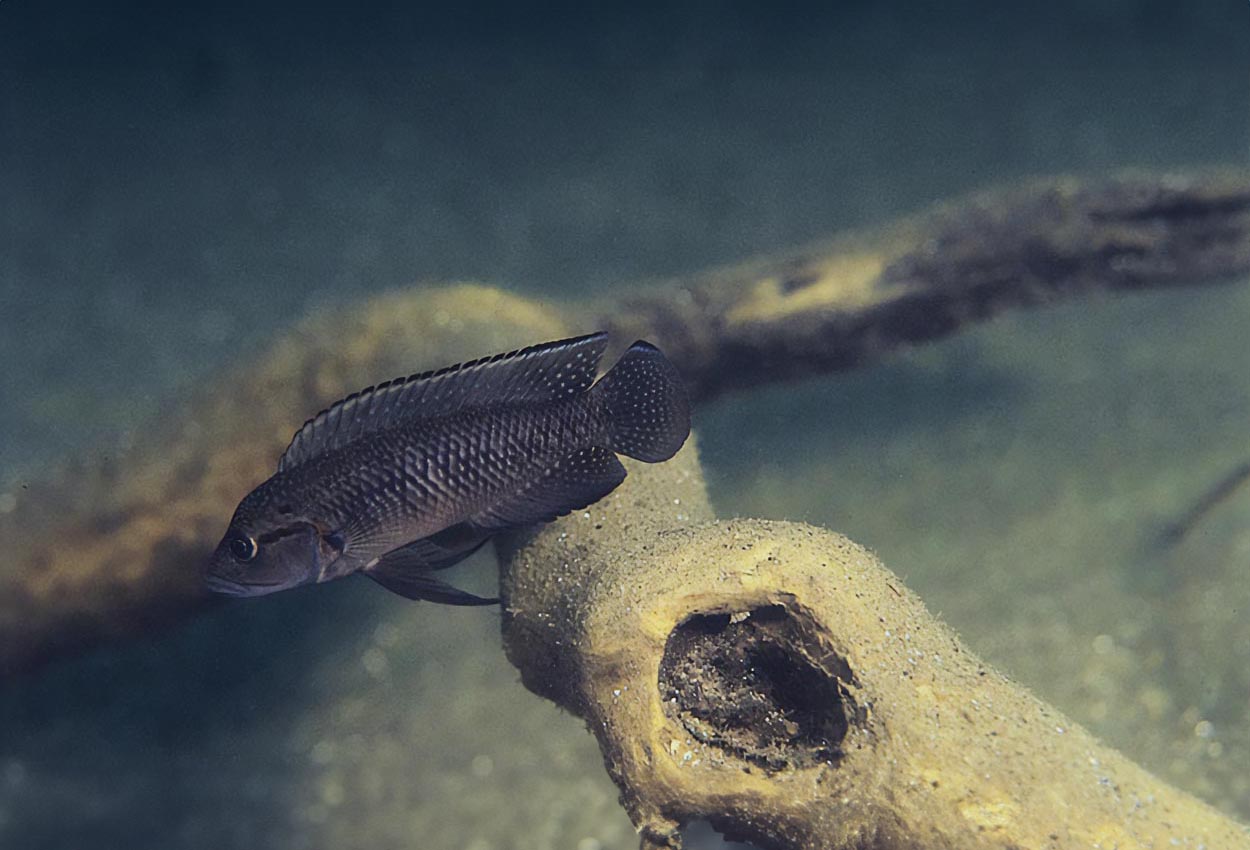 Telmatochromis dhonti,  Magara