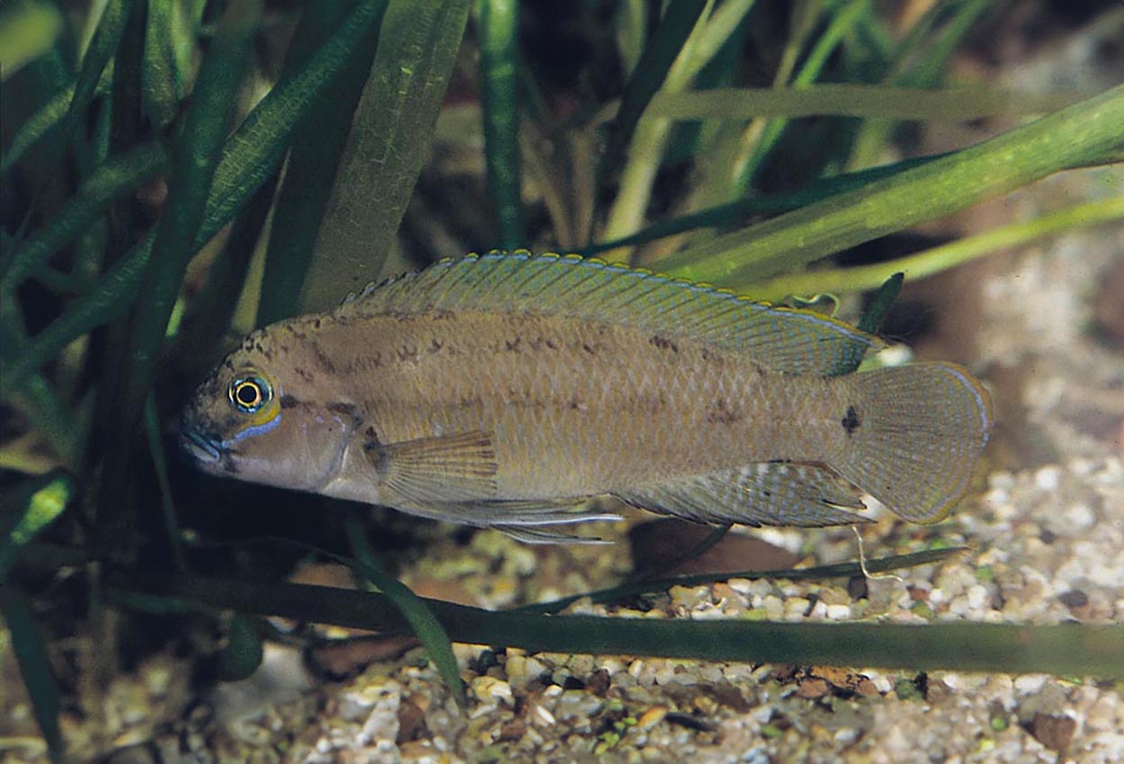 Telmatochromis temporalis,  Magara