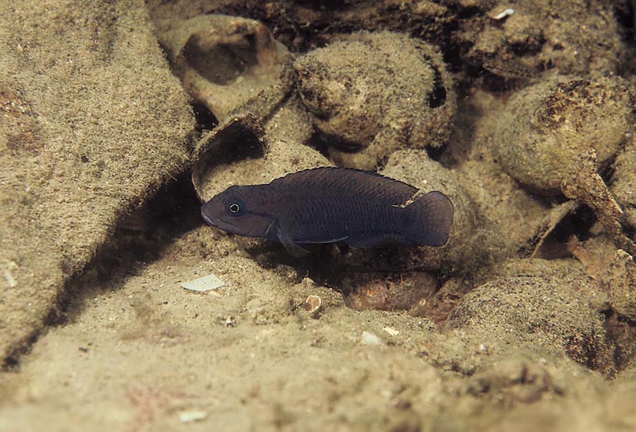 Telmatochromis sp. "temporalis shell", Sumbu