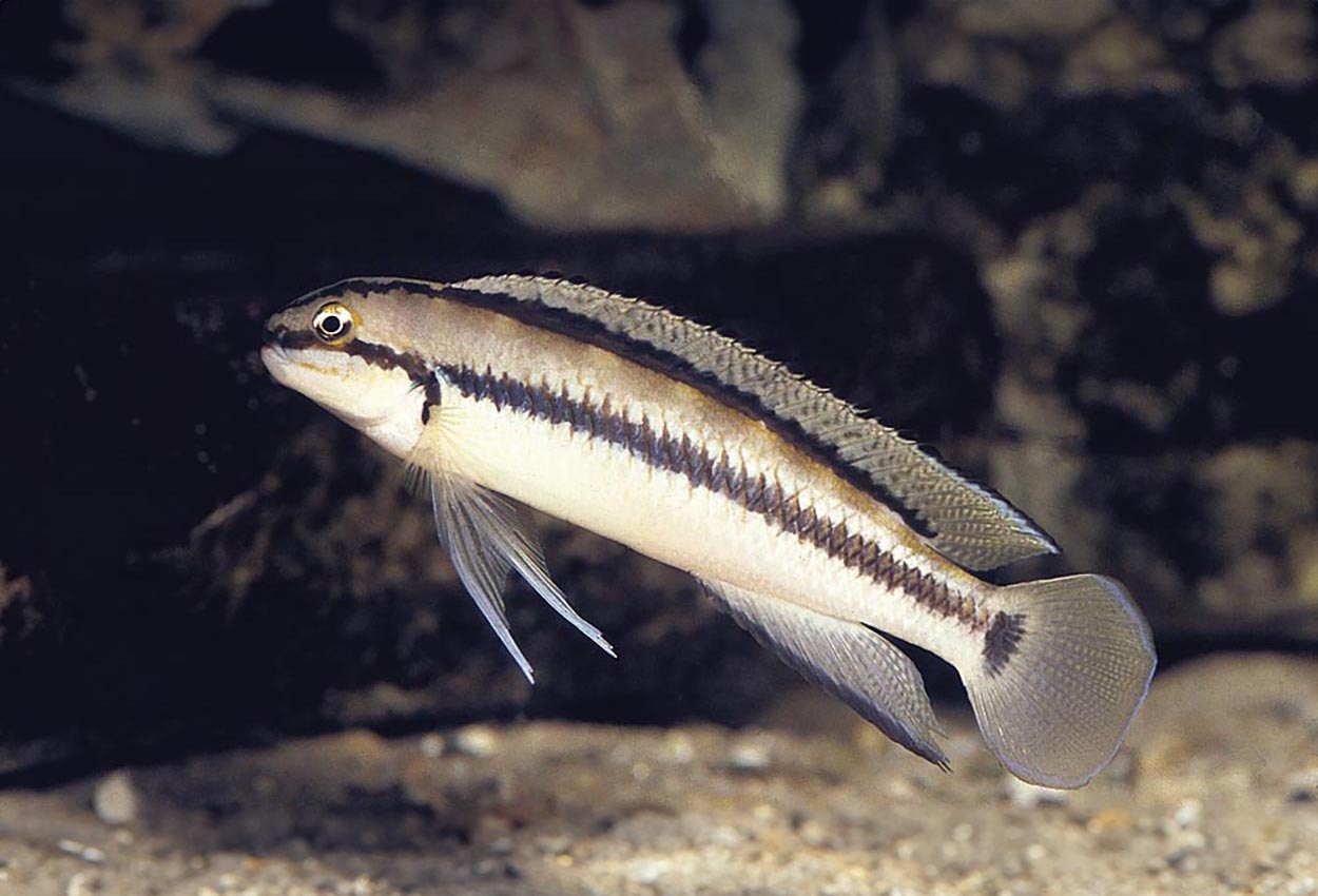 Telmatochromis vittatus, Zambia