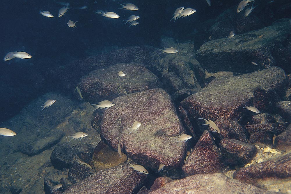 Neolamprologus brichardi, Cape Chaitica