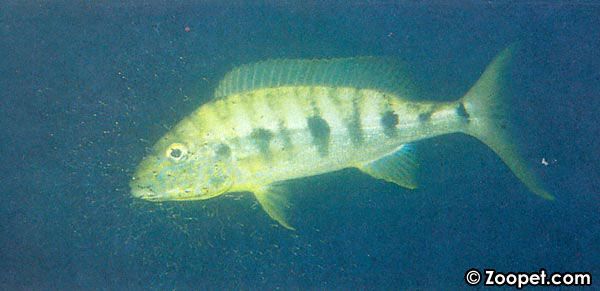 Boulengerochromis microlepis, Kipili (hona med yngel)