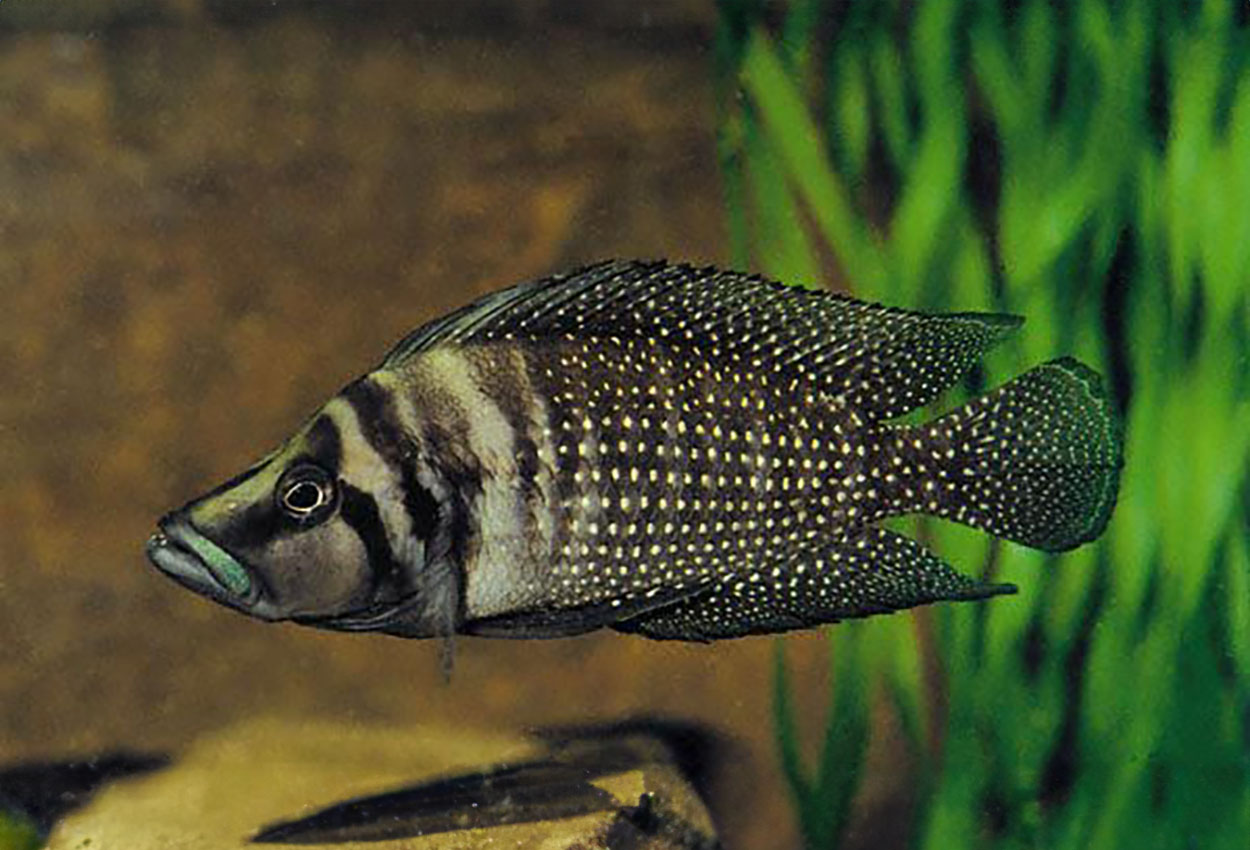 Perle calvus, Cameron Bay calvus