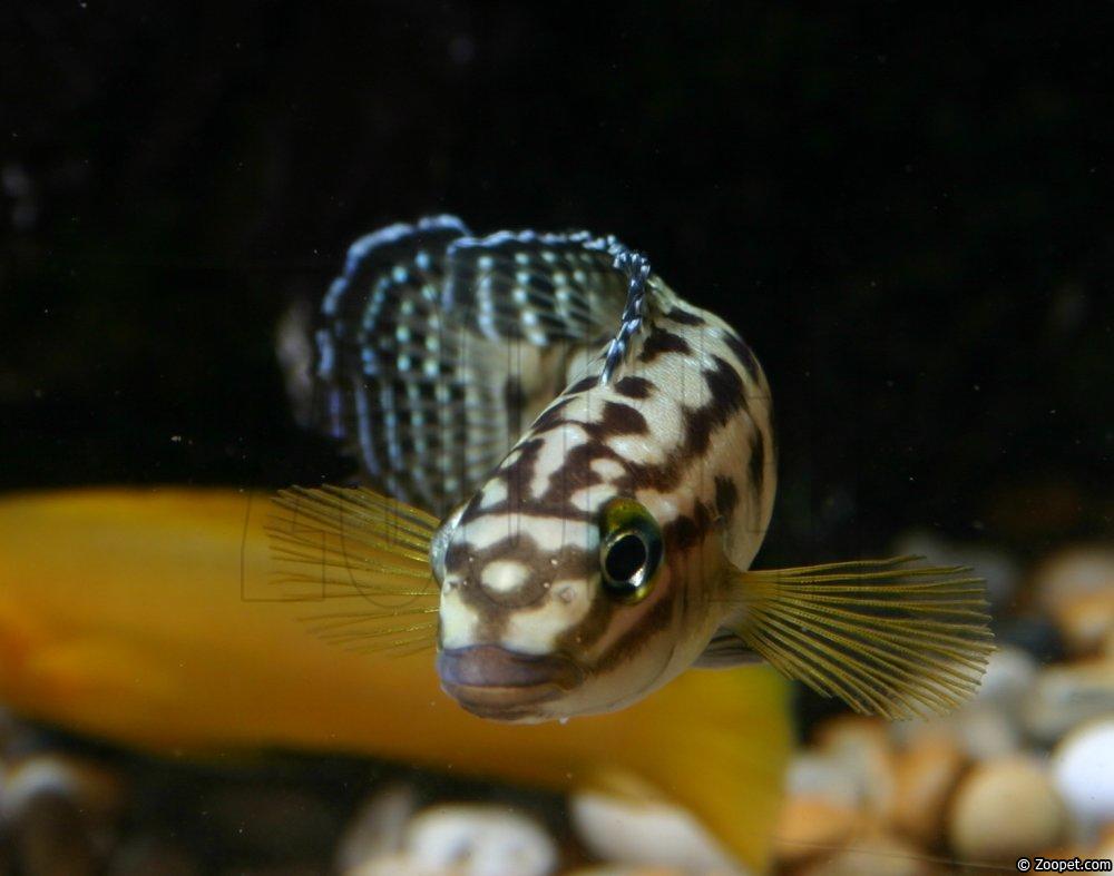 Julidochromis marlieri