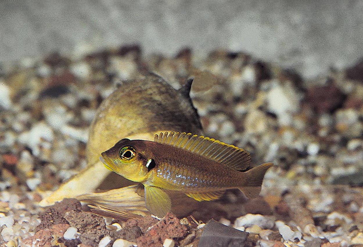 Gul ocellatus