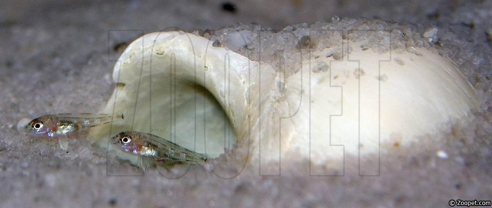 Lepidiolamprologus sp. "meeli"