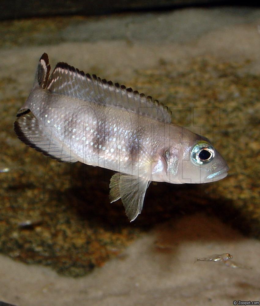 Lepidiolamprologus sp. "meeli"  (hona med yngel)