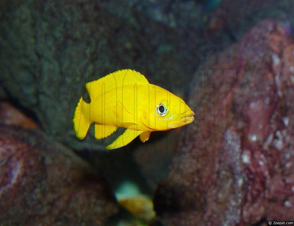 Neolamprologus leleupi