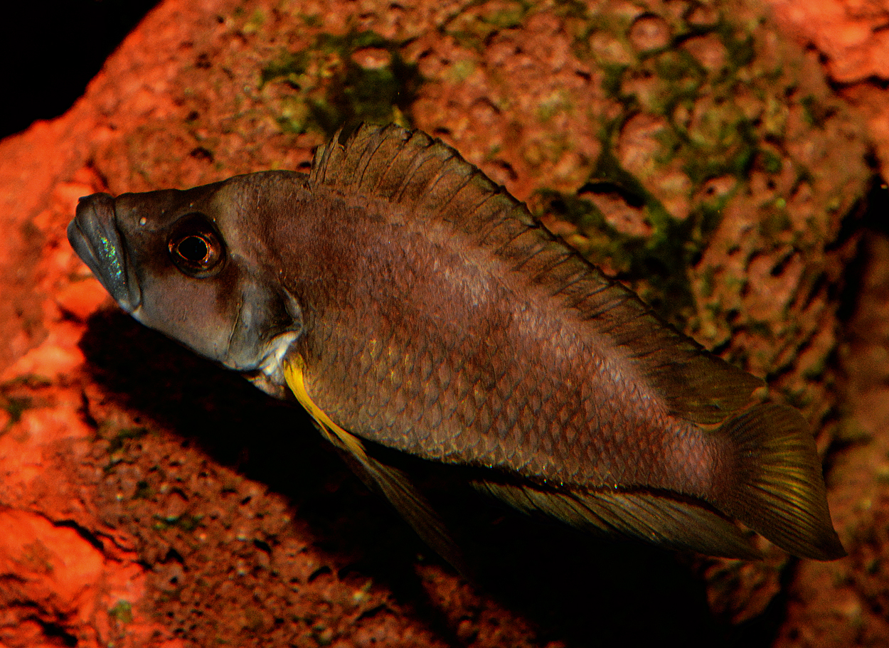 Altolamprologus sp. 'compressiceps shell'