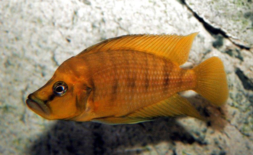 Altolamprologus compressiceps, Kigoma