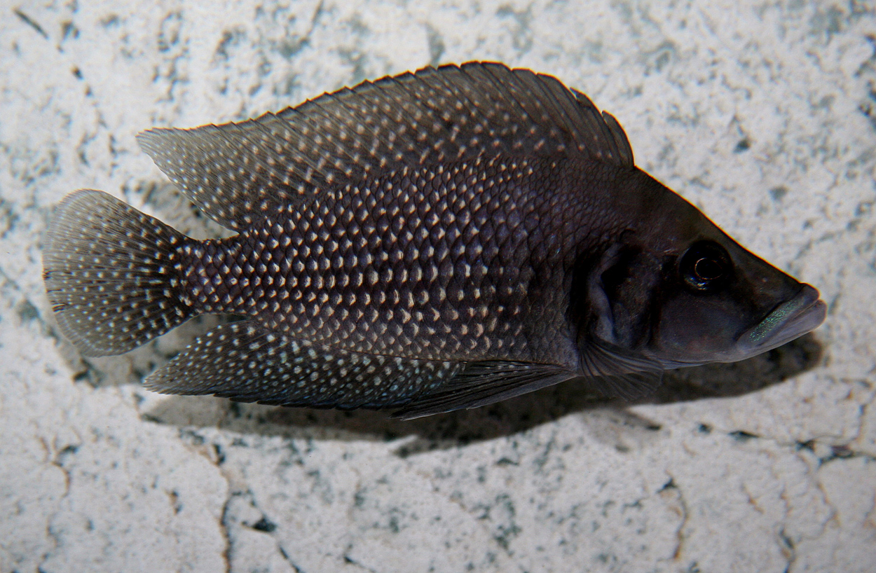 Altolamprologus calvus, Kongo black