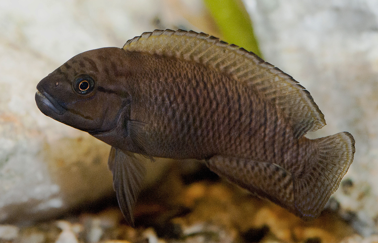 Telmatochromis burgeoni