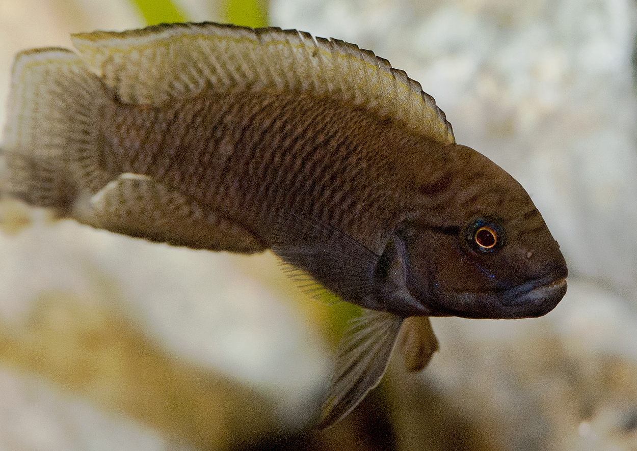 Telmatochromis burgeoni