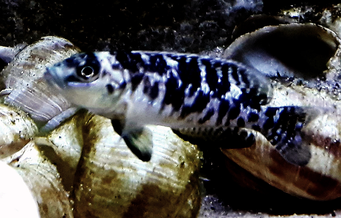 Lamprologus callipterus, Cape Chaitica