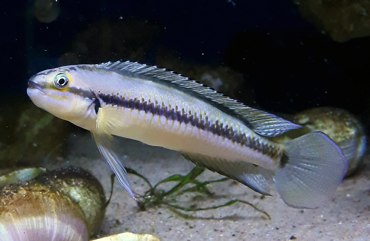 Telmatochromis vittatus