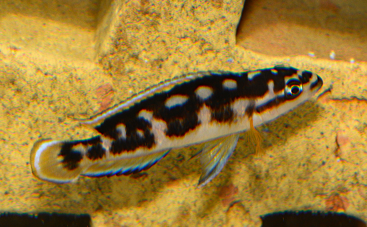 Julidochromis sp. 'Kissi'
