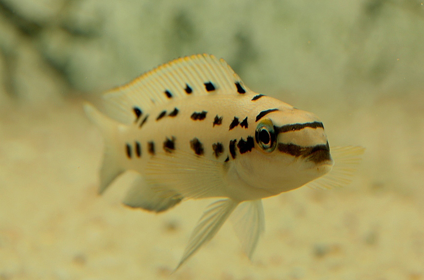 Chalinochromis sp. 'ndobnoi'