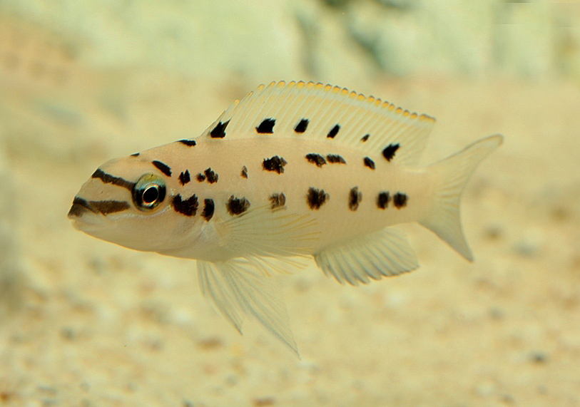 Chalinochromis sp. 'ndobnoi'