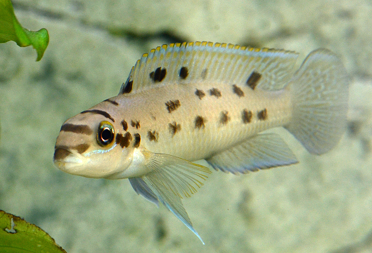 Chalinochromis sp. 'ndobnoi'
