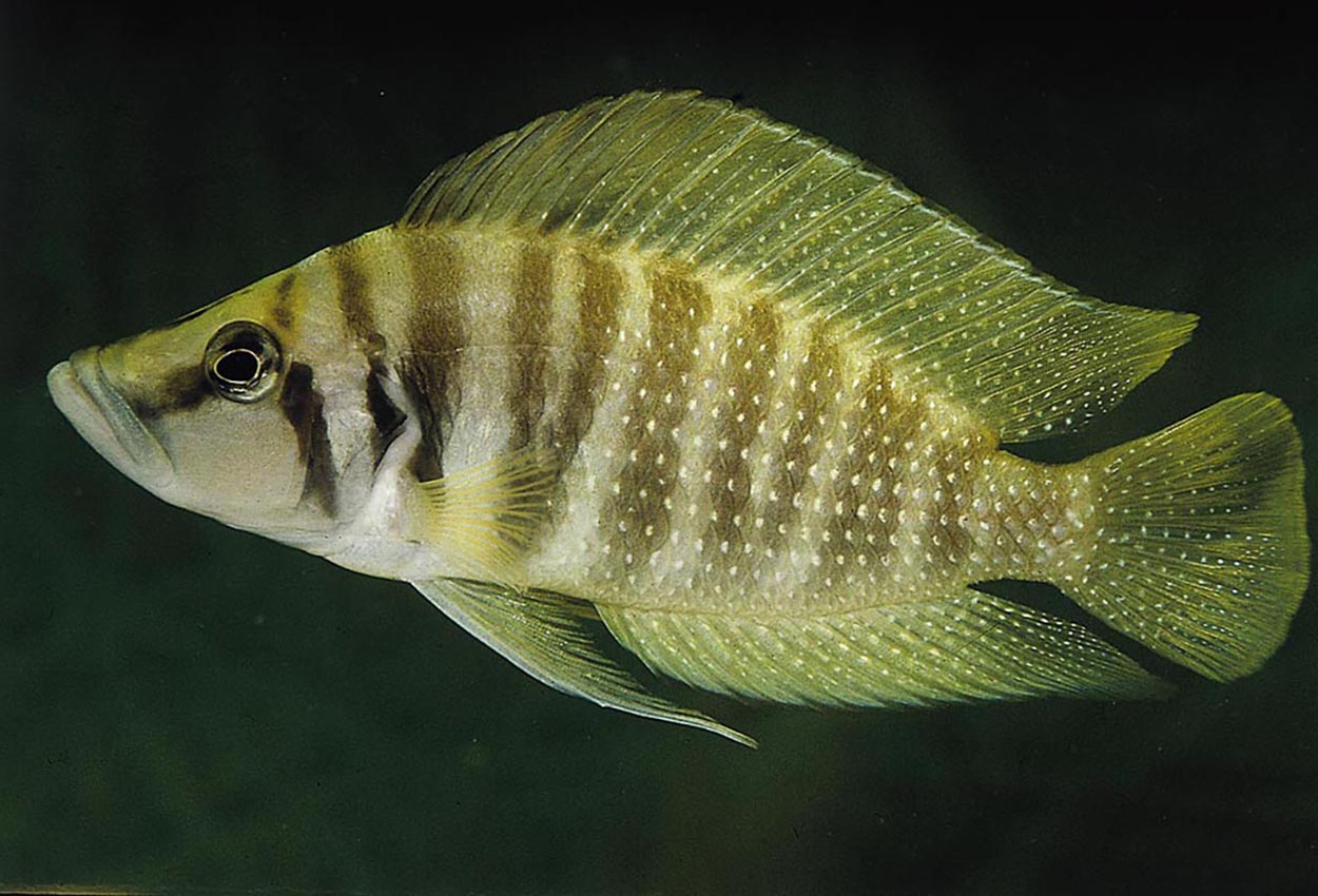 Gul calvus , Nkamba-calvus