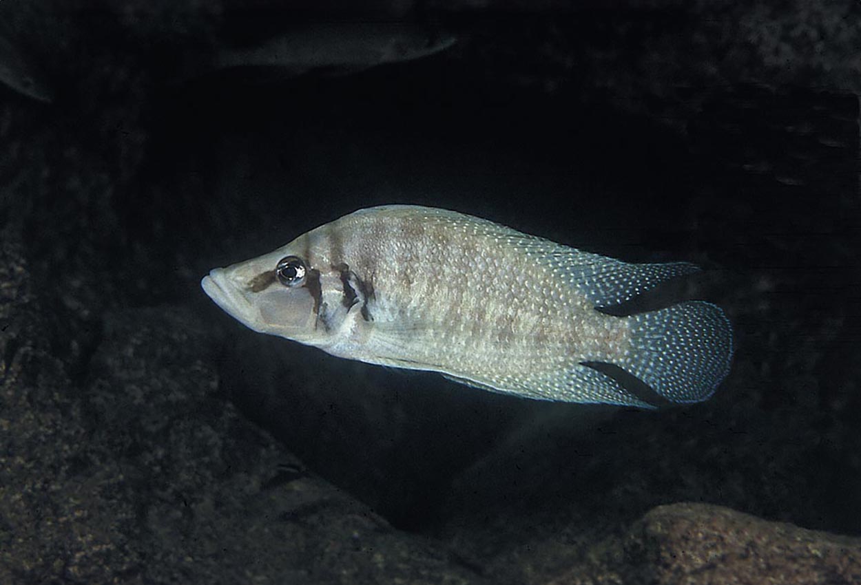 Hvit calvus, Chaitica-calvus