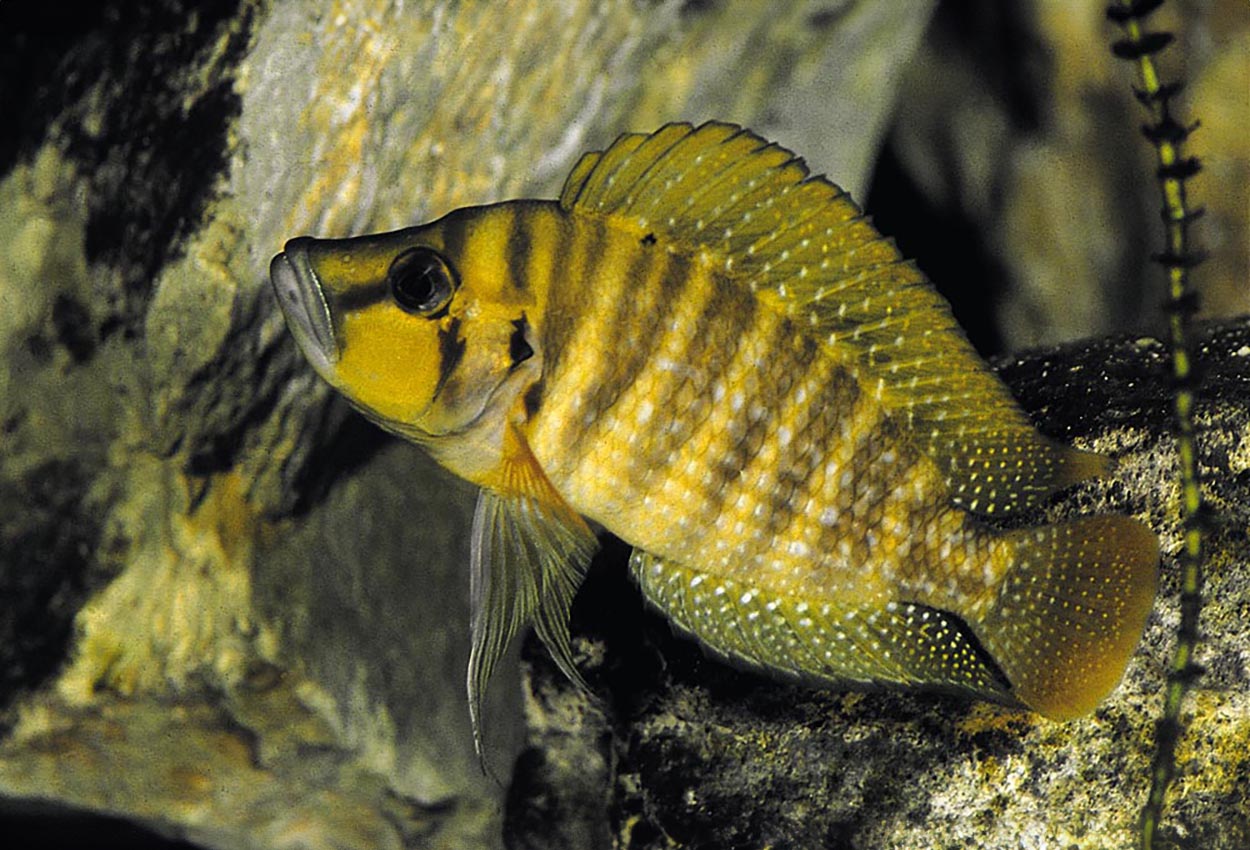 Kigoma compressiceps