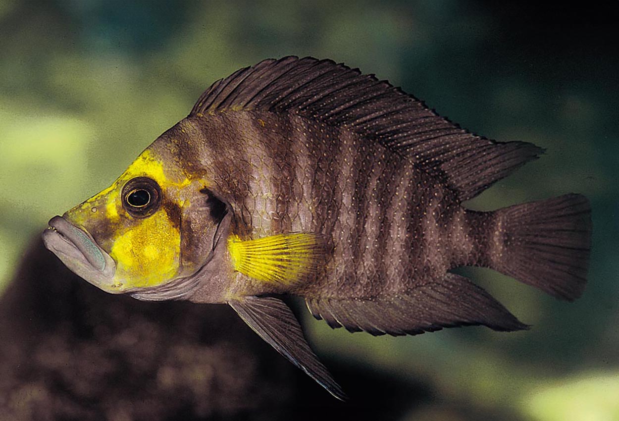 Malasa compressiceps