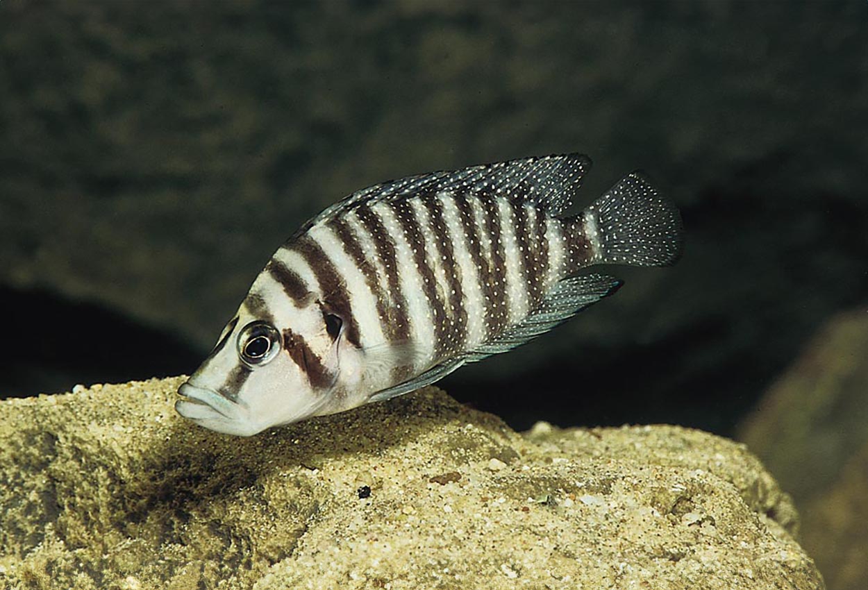 Kipili compressiceps
