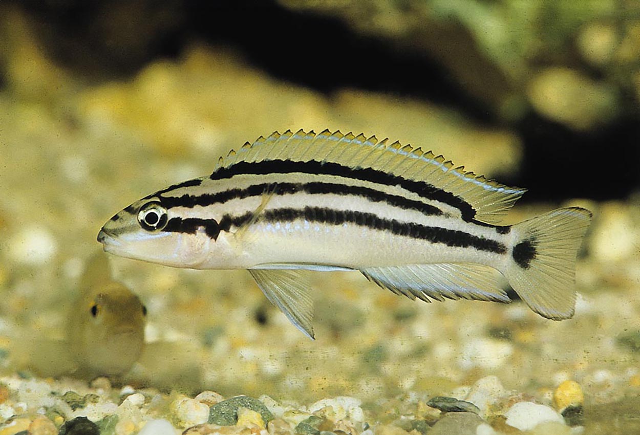 Chalinochromis popelini, Kapampa
