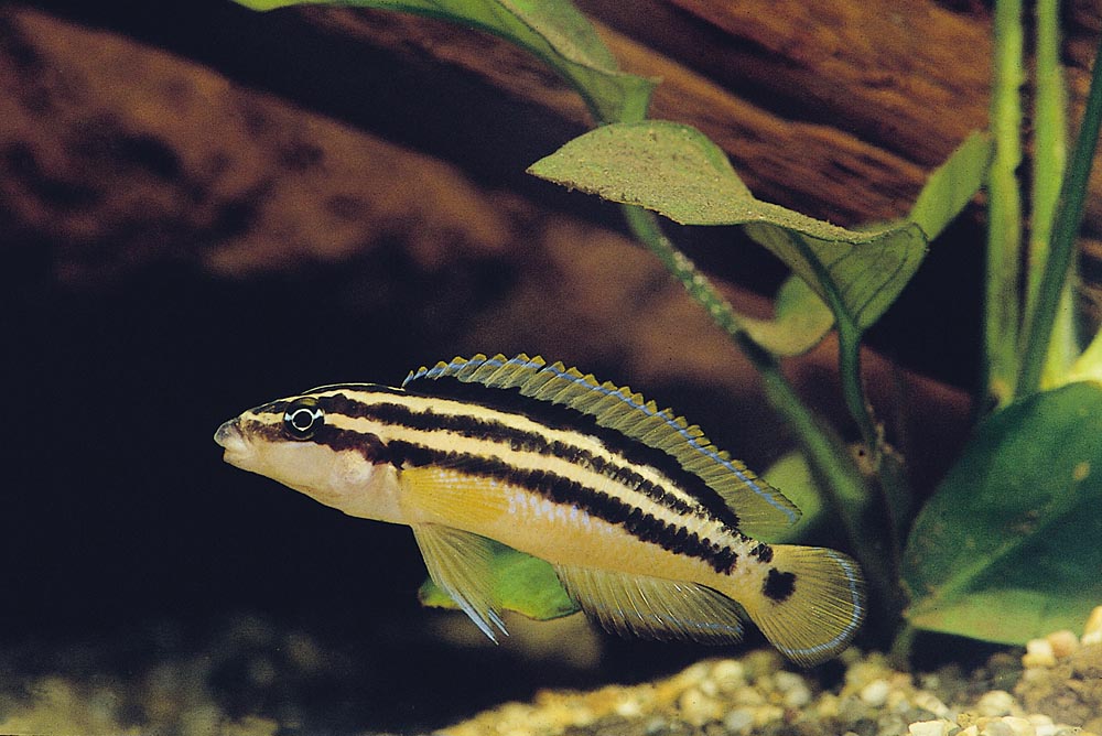 Julidochromis ornatus, Uvira