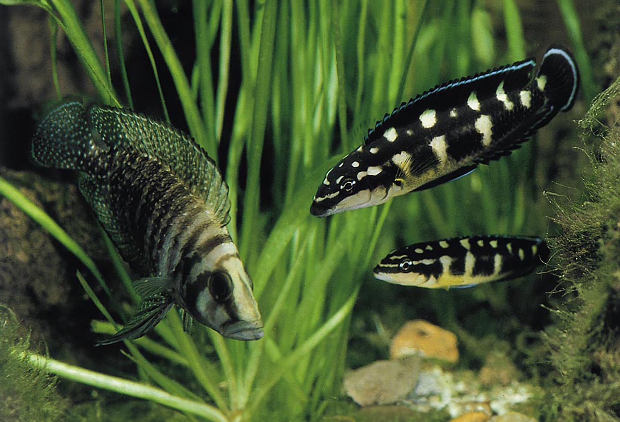 Svarthvitt julidochromis