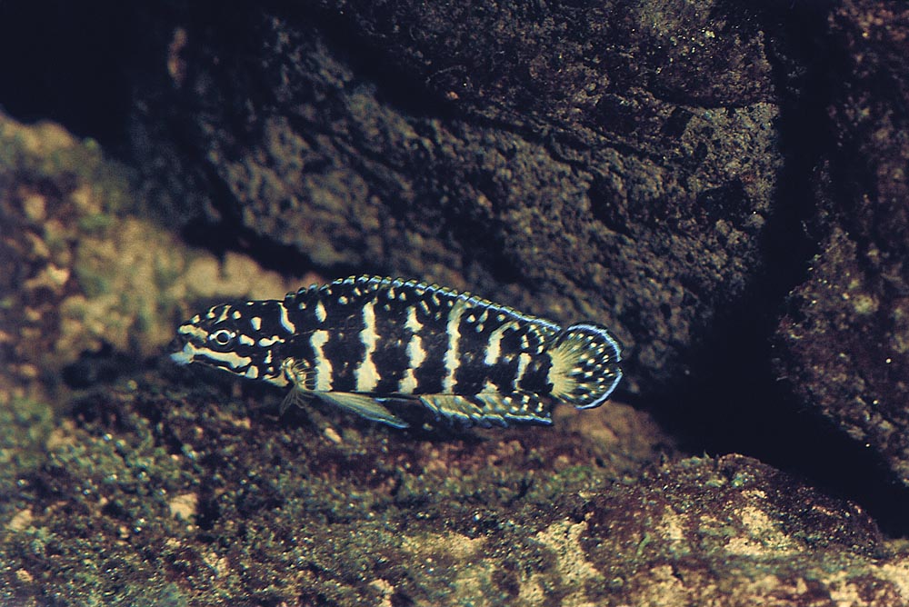 Julidochromis marlieri, Gombe