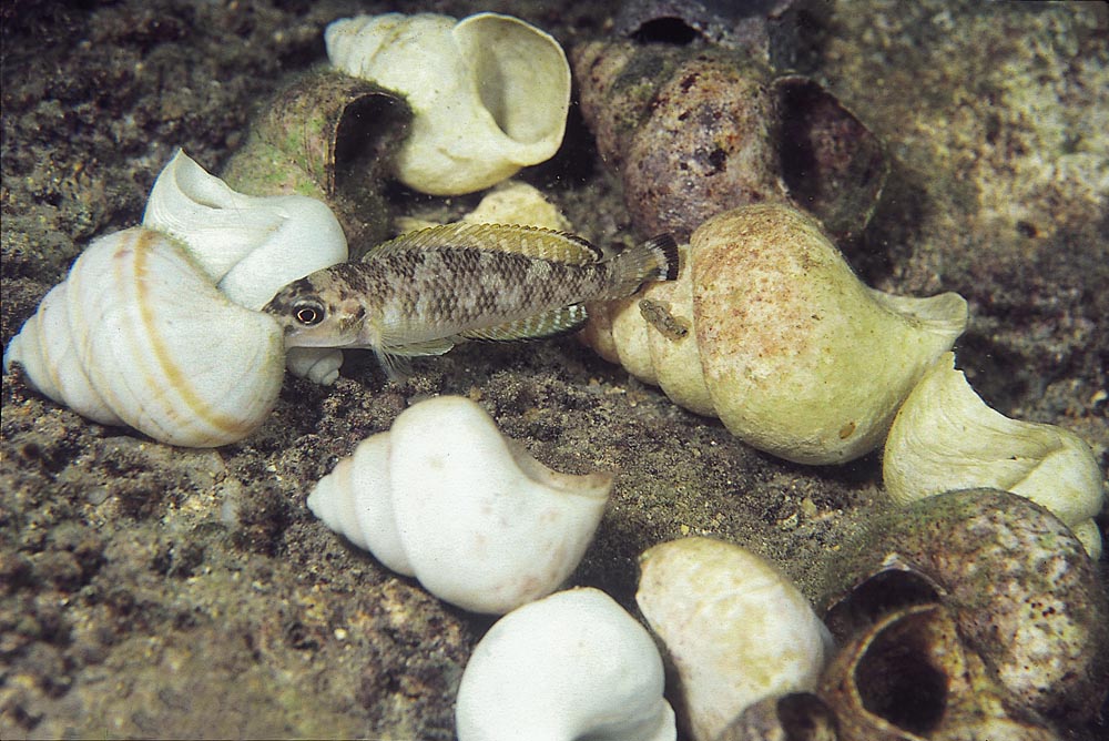 Lamprologus callipterus, Kipili (hona)