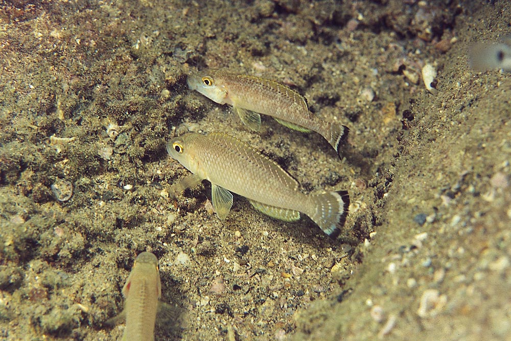 Lamprologus callipterus Kipili (yngel)