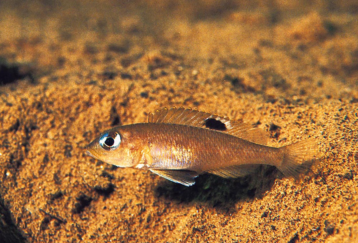 Øyeflekk Tanganyika