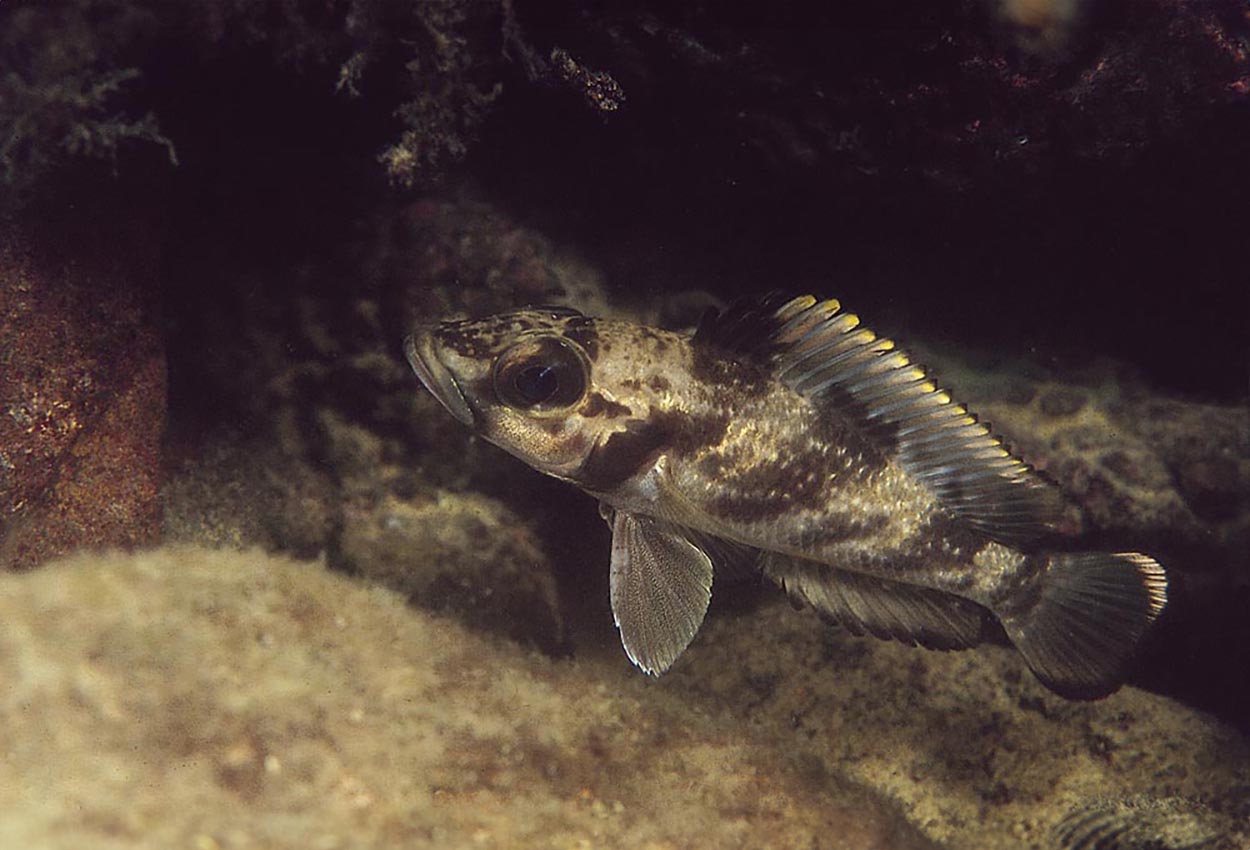 Lamprologus lemairii, Kasanga