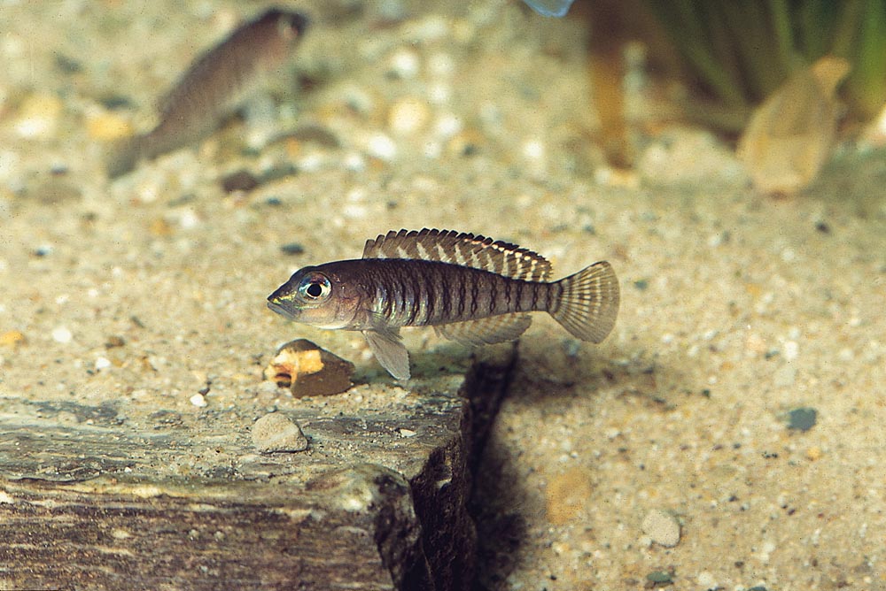Neolamprologus signatus, Chituta (hane)