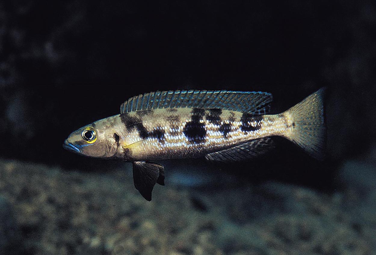 Lamprologus attenuatus, Mtoto