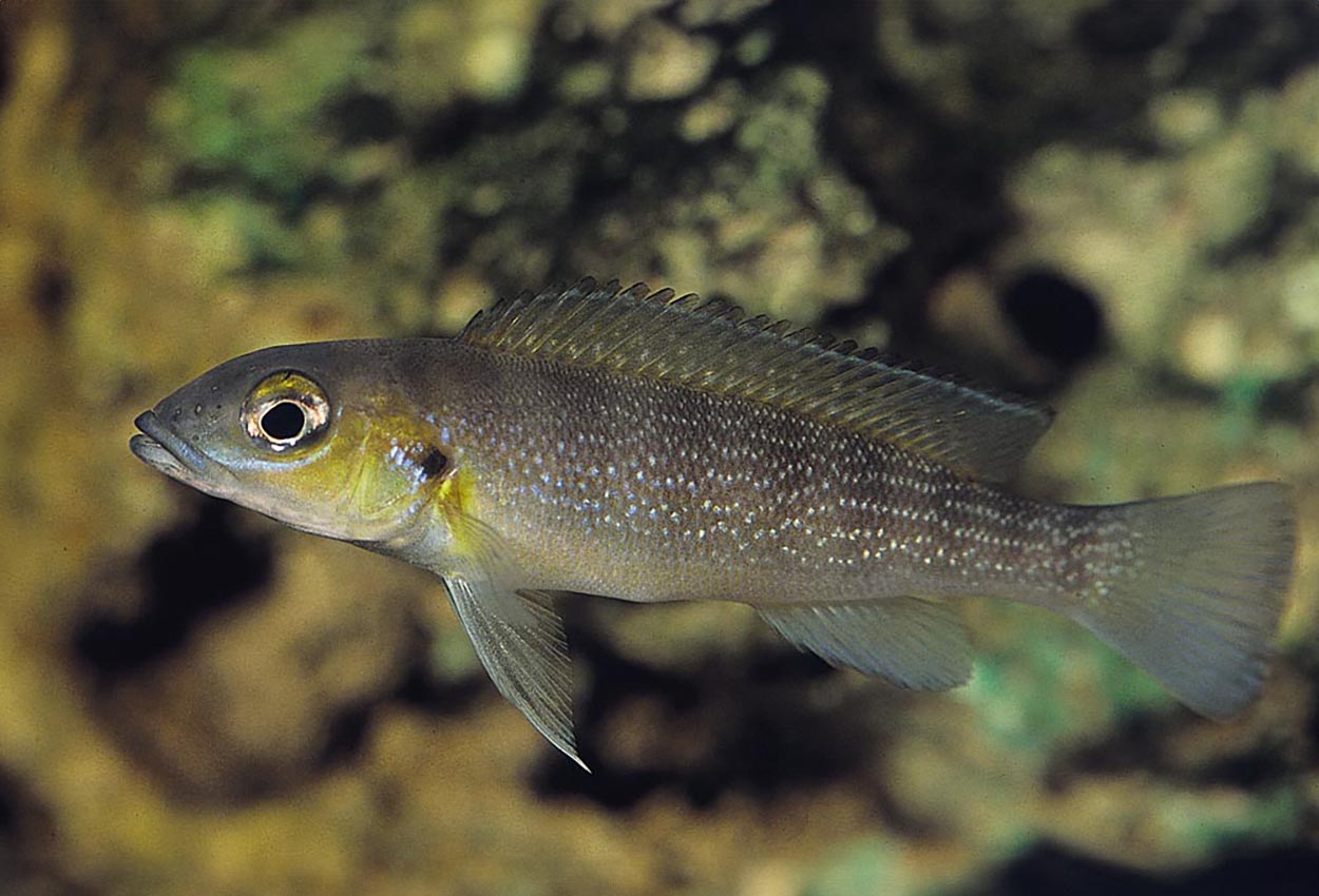 Cunningtonis tanganyika-ciklide