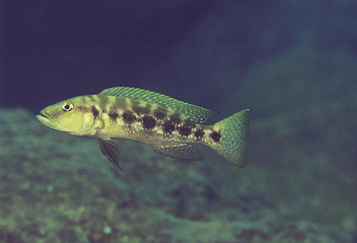 Lepidiolamprologus elongatus, Kipili