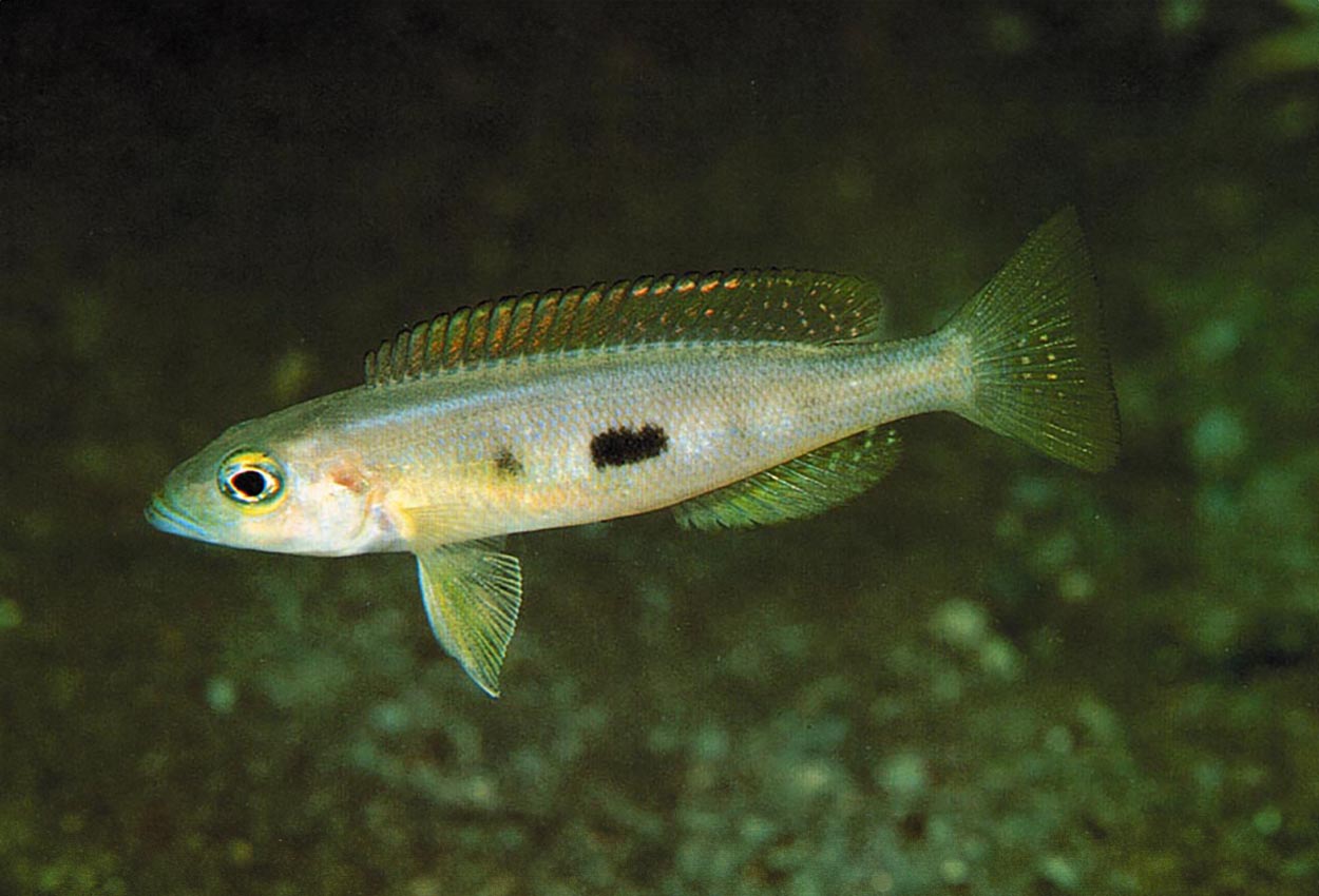 Lepidiolamprologus sp. "meeli kipili", Kipili