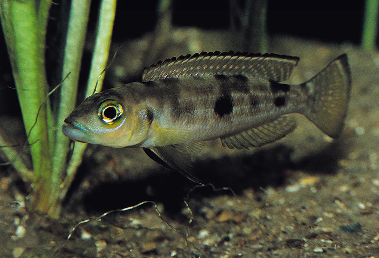 Lepidiolamprologus pleuromaculatus, Magara