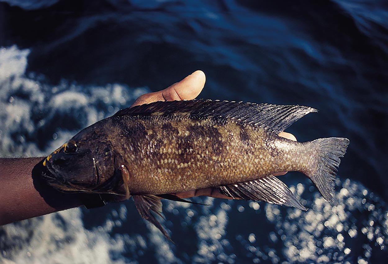 Lepidiolamprologus profundicola, Kipili