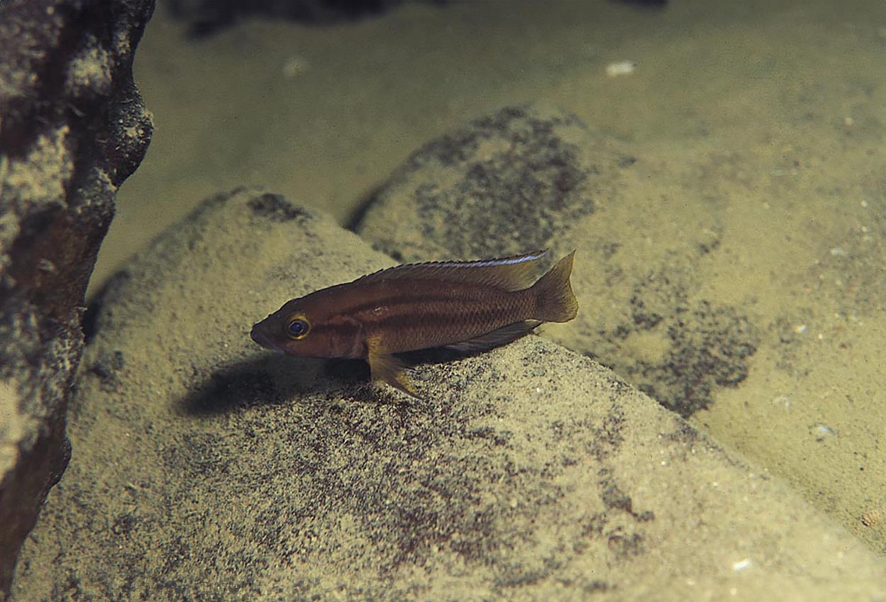 To-båndet lamprologus