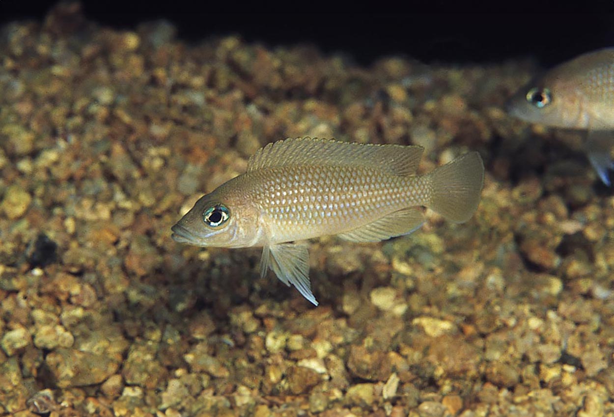 Kipili caudopunctatus