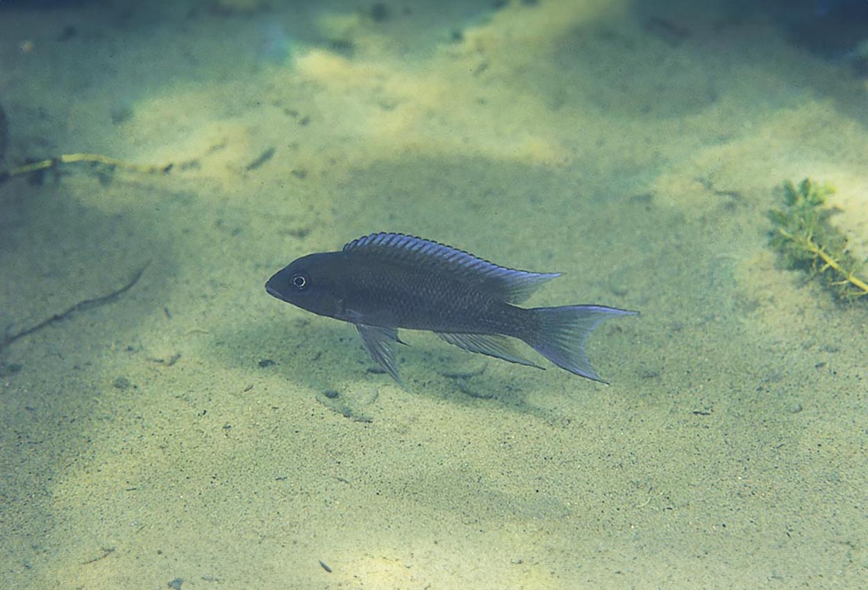 Christyis lamprologus
