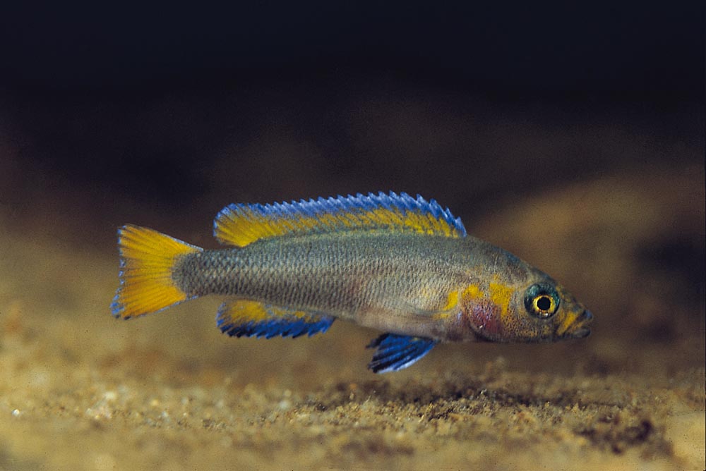 Neolamprologus falcicula, Kipili - yngel