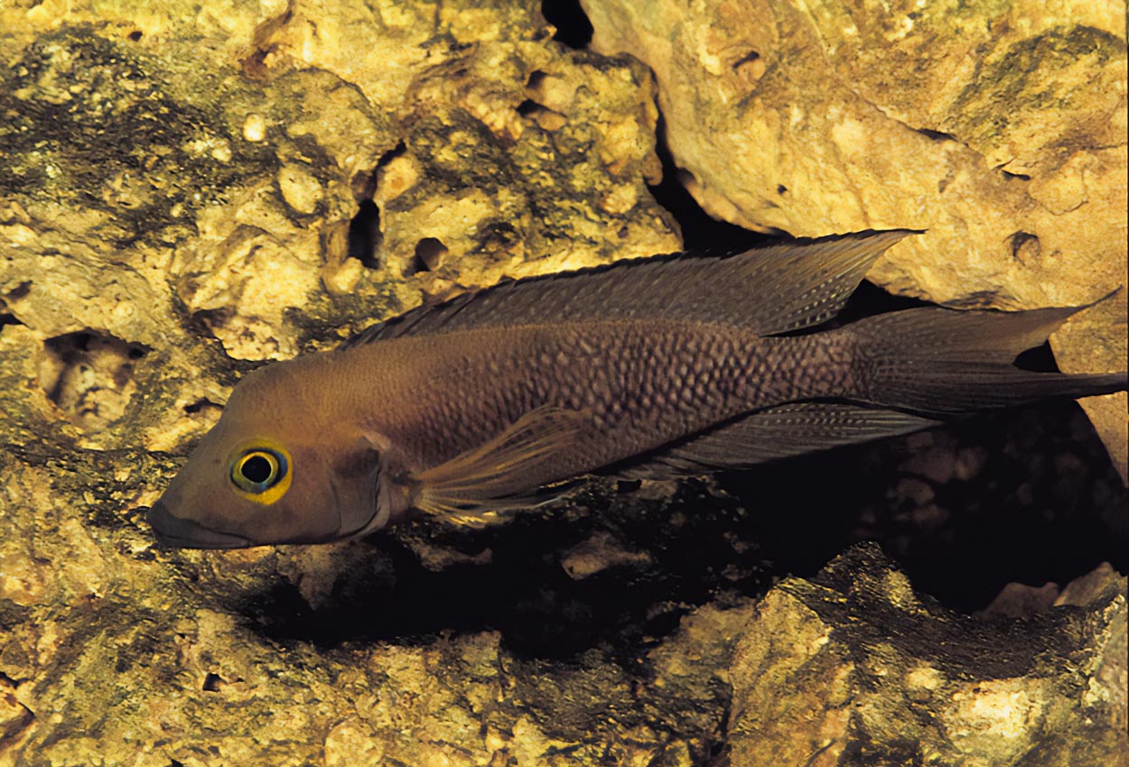 Gaffelhale lamprologus, bunn lamprologus