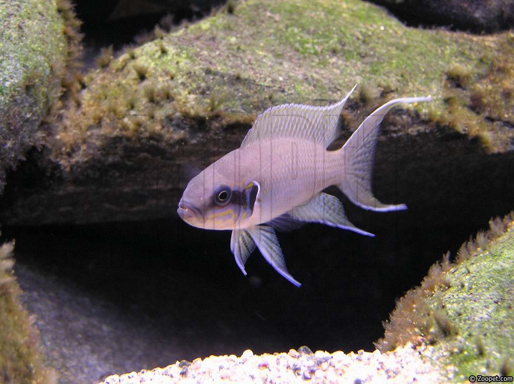 Neolamprologus brichardi