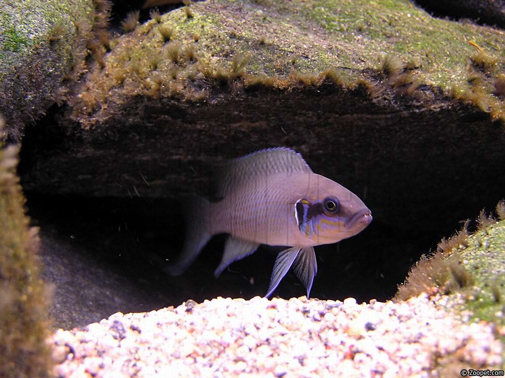 Neolamprologus brichardi